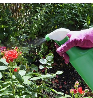 Se débarrasser efficacement des pucerons dans votre jardin